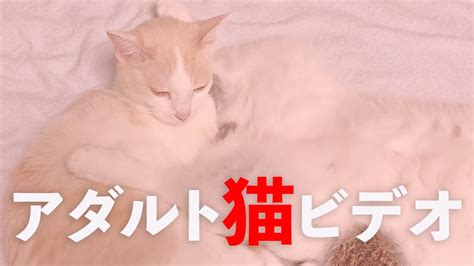 猫フェラ|猫エロ動画 